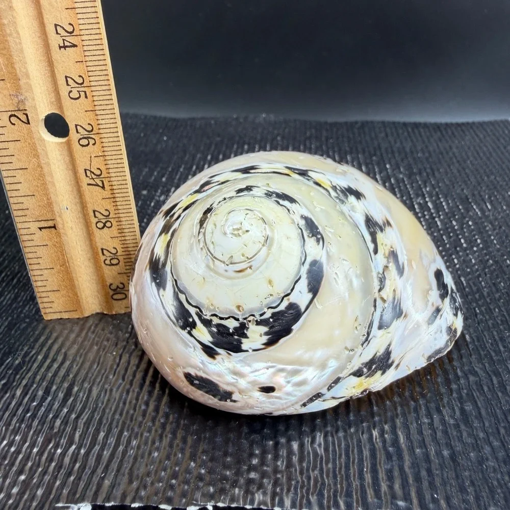 Polished Turbo Marmoratus Sea Shell Pearlescent Green Turban Mother of Pearl 3